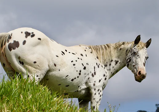 Um cavalo branco com manchas escuras está numa colina coberta de relva, sob um céu nublado. O cavalo parece calmo, criando uma atmosfera serena e pacífica.