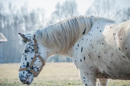 Um cavalo branco com manchas pretas está num campo, com um cabresto castanho. Tem a cabeça baixada, num ar sereno, com árvores sem folhas ao fundo.