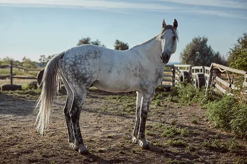 Um cavalo cinzento malhado encontra-se num paddock ensolarado, rodeado por cercas de madeira e vegetação. O cenário descontraído e natural estende-se sob um céu azul límpido.